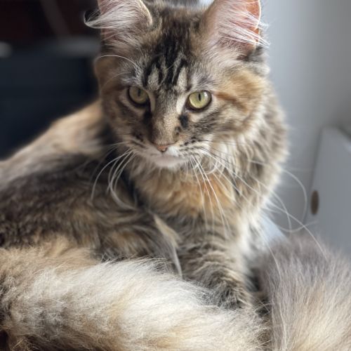 Chatterie des bébés miaous