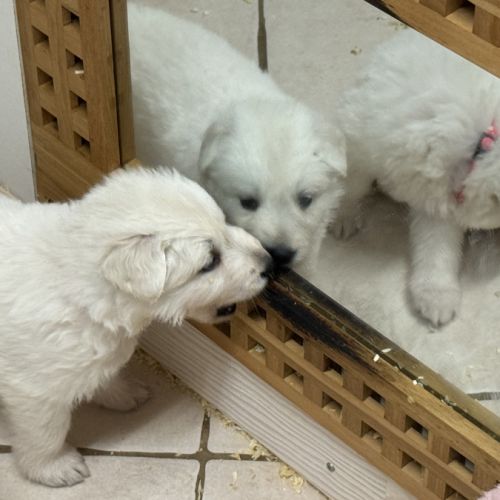 Elevage familial du regard des blancs