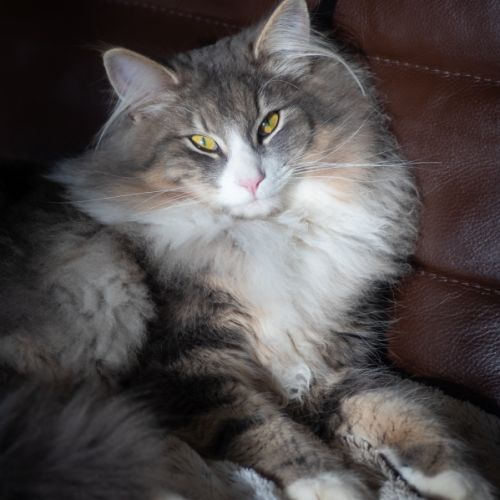 Chats norvégiens, chatterie du kheng hua