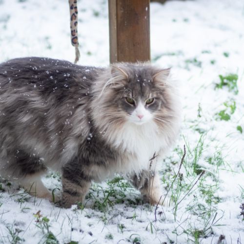 Chats norvégiens, chatterie du kheng hua
