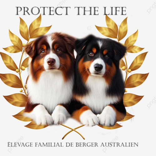 Elevage de berger australien