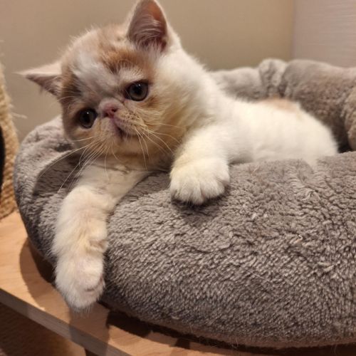 Elevage familial d'exotics shorthair et de persan