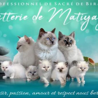 Sacré de birmanie loof éleveur professionnel