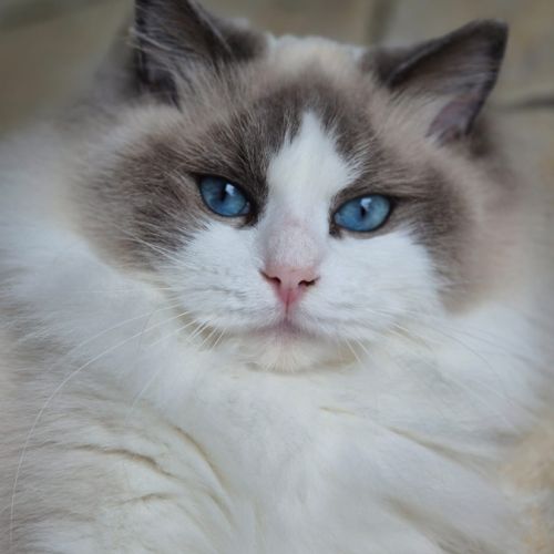Kamé house ragdoll, élevage familial en normandie