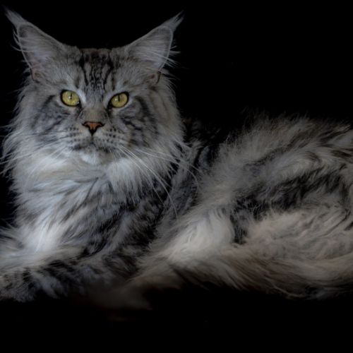 Chatterie du mainecoon coeur : élevés avec amour❤️