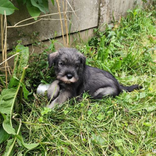 Schnauzer moyen poivre et sel