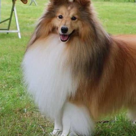 Elevage sirius lake - berger des shetland