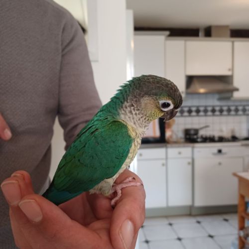 Élevage amateur de canaris