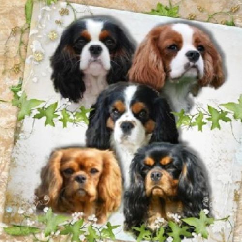 Cavalier king charles