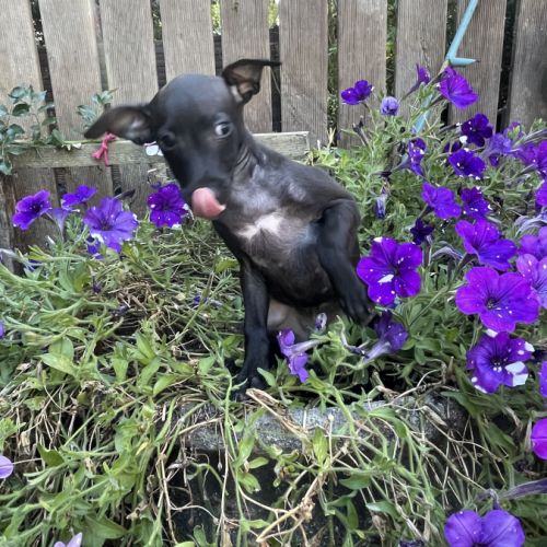 Petit levrier italien