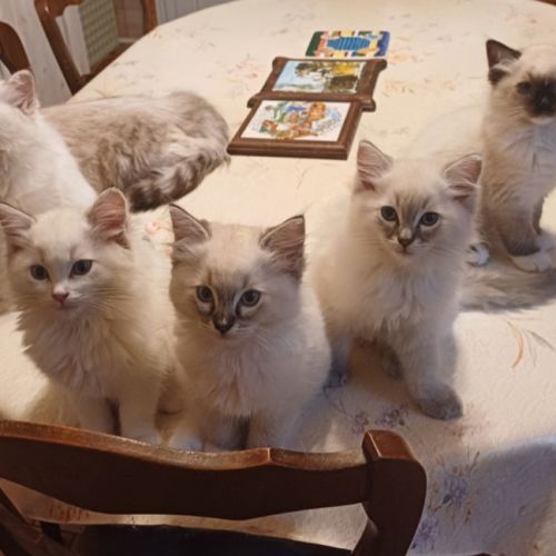 Ragdolls du silver bleu