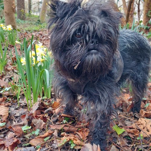 Affenpinscher une race rare qui mérite l'attention