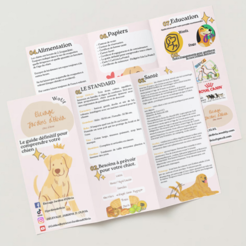 Élevage jardins d'olivia  golden retriever