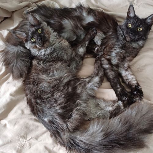 Elevage de maine coon