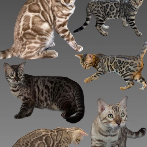 Chatterie of tropezina