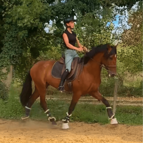 Monitrice indépendante - cg equitation