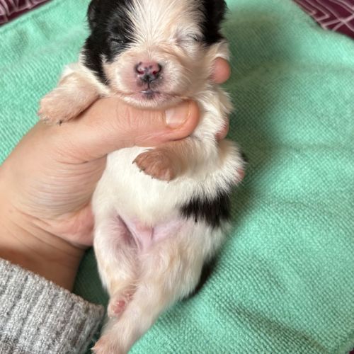 Elevage de spitz nain pomeranian