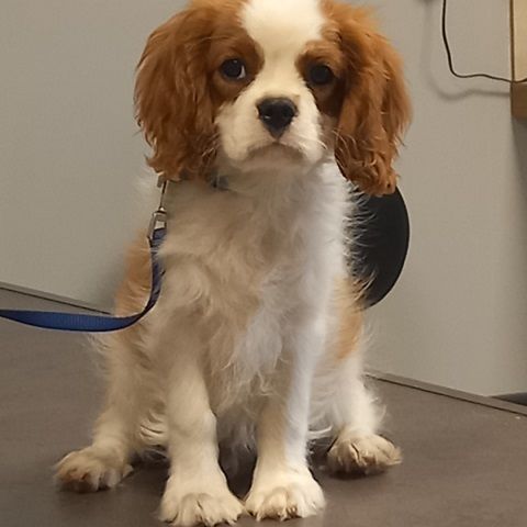 Elevage des joyaux d'alésia