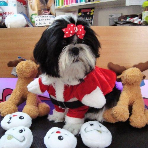 Elevage de shih-tzu dans le var