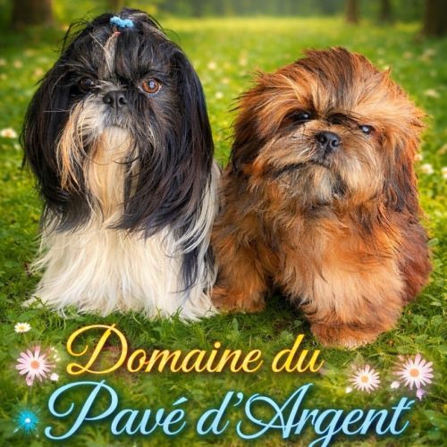 Elevage de shih-tzu dans le var