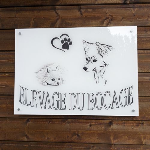 Pomsky et pomchi de normandie