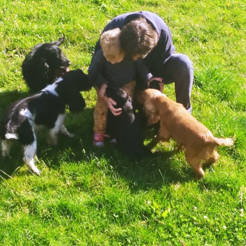 Du tertre de la pommeraie elevage de cockers