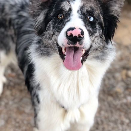 Chiots border collie