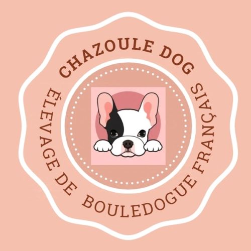 Bouledogue français chazoule dog