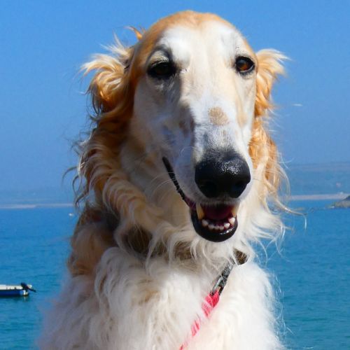 Elevage de barzoïs - la svora des lices rurikides