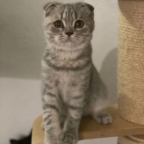 Adorable chaton scottish fold & straigsh