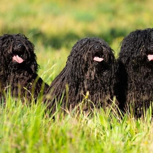 Puli, chien de berger hongrois