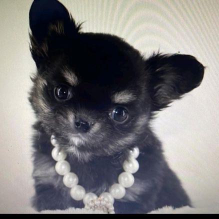 Elevage de chihuahua poils longs