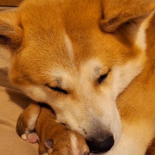 Elevage d'akita inu lof