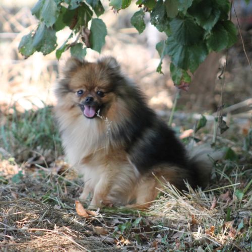 Elevage de spitz nain et petit