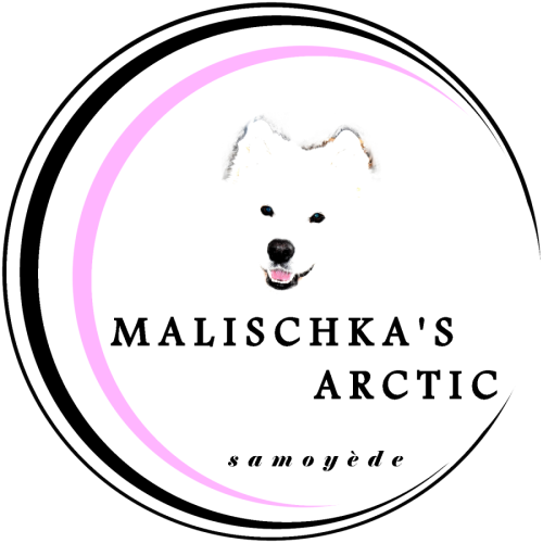 Samoyèdes de malischka's arctic