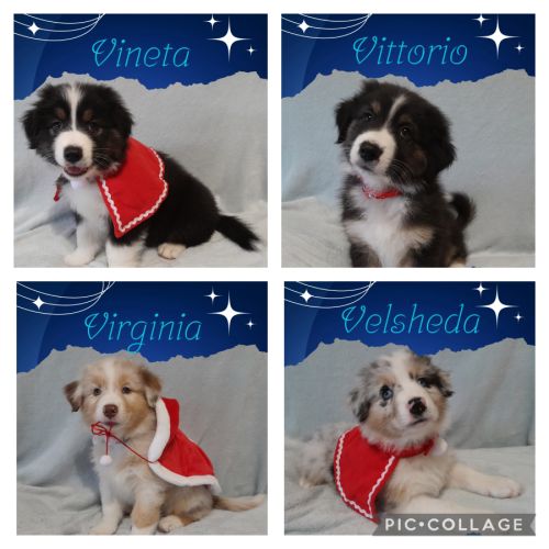 Les bergers australiens de porzh gwenn - lof