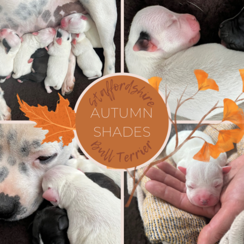 Elevage d'autumn shades