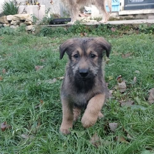 Élevage familial de bergers de picardie