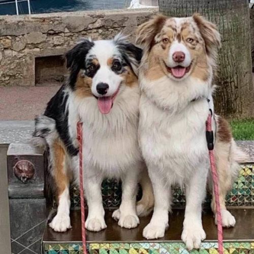 Elevage des 4 couleurs - bergers australiens