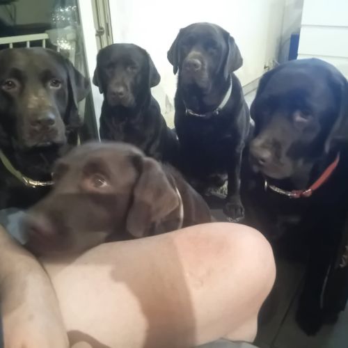 Élevage de la téoulère - labradors chocolat