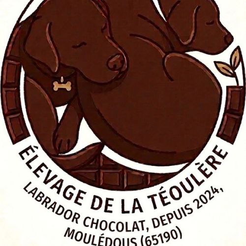 Élevage de la téoulère - labradors chocolat