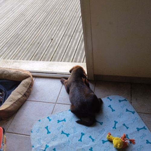 Élevage de la téoulère - labradors chocolat