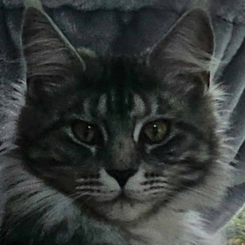 Chatterie the masters of coons