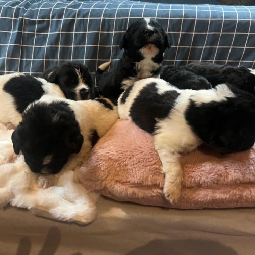 Élevage de terre neuve lof