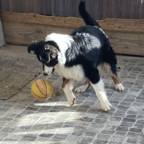 Elevage familial de berger australien