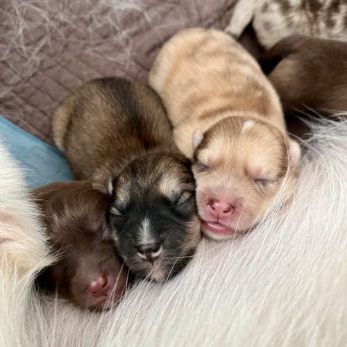 Les pomsky de chantilly