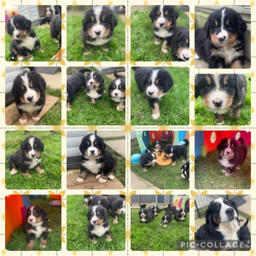 Chiots bouvier bernois