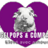 Découvrez notre univers dédié aux cochons d inde