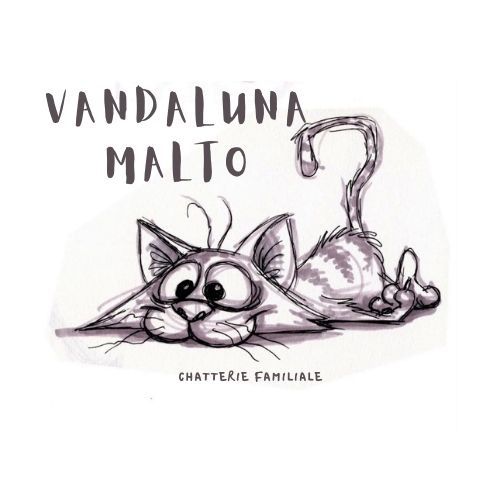 Elevage familial de maine coon avec acaced