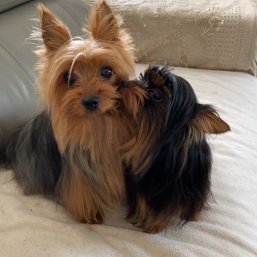 Elevage de ty yorkbreizh